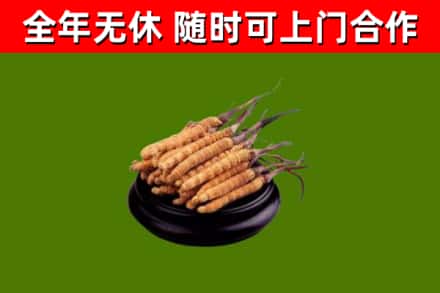 双河市回收散虫草