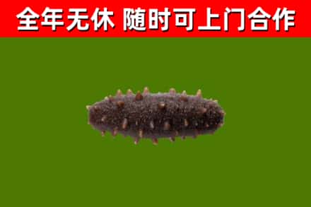 双河市回收海参干